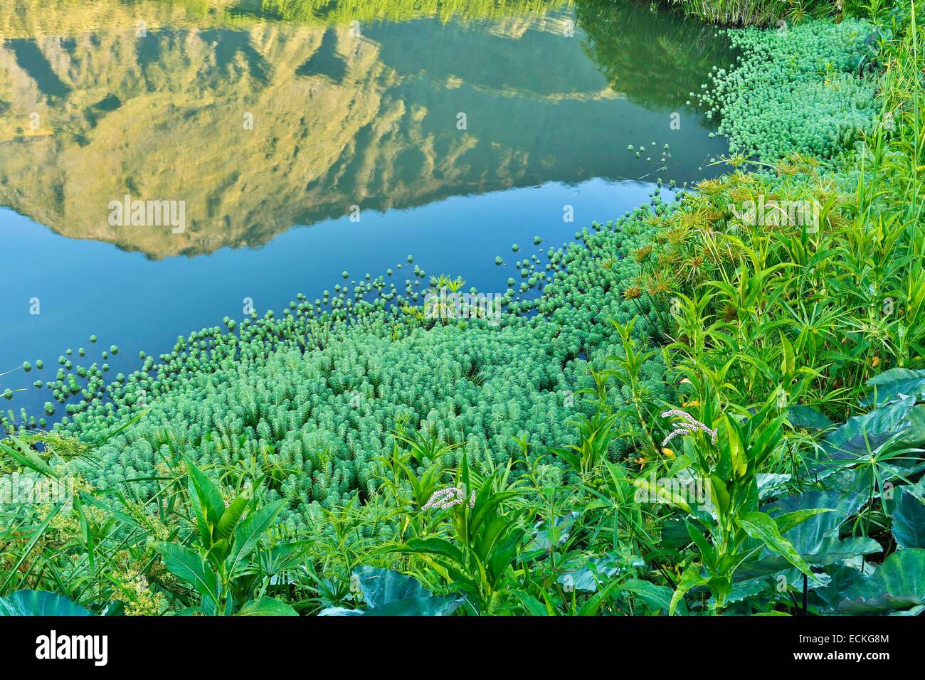 Francia, la Isla de la reunión, el Parque Nacional de la Reunion (la reunión), Parque Nacional de Circo de Cilaos, catalogada como Patrimonio de la Humanidad por la UNESCO, Cilaos, paisaje montañoso, reflejo de una montaña en un estanque al amanecer. Foto de stock