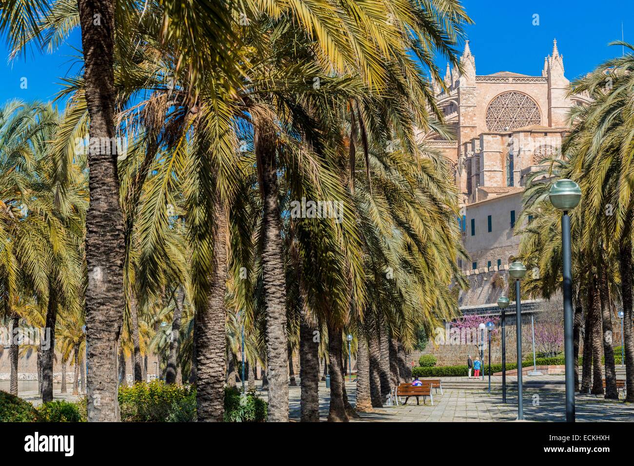 España, Islas Baleares, Mallorca, Palma de Mallorca, la catedral (La Seu) construido entre 1229 y 1601 y del gótico catalán Foto de stock