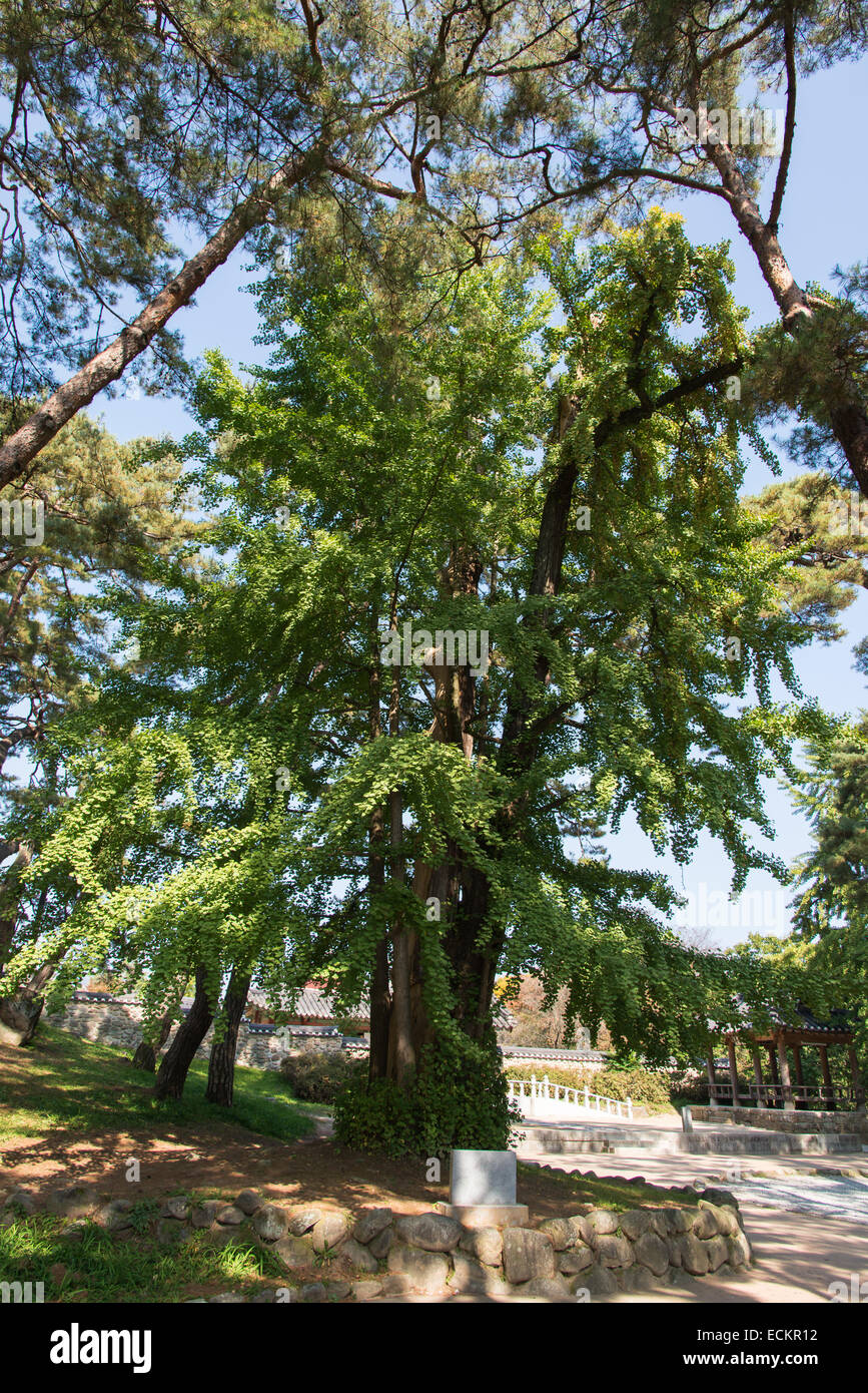 500 años de árbol ginko, protegido por el gobierno Foto de stock