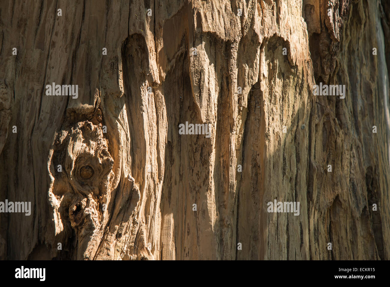 Primer plano de la superficie de un árbol retorcido outdoor Foto de stock