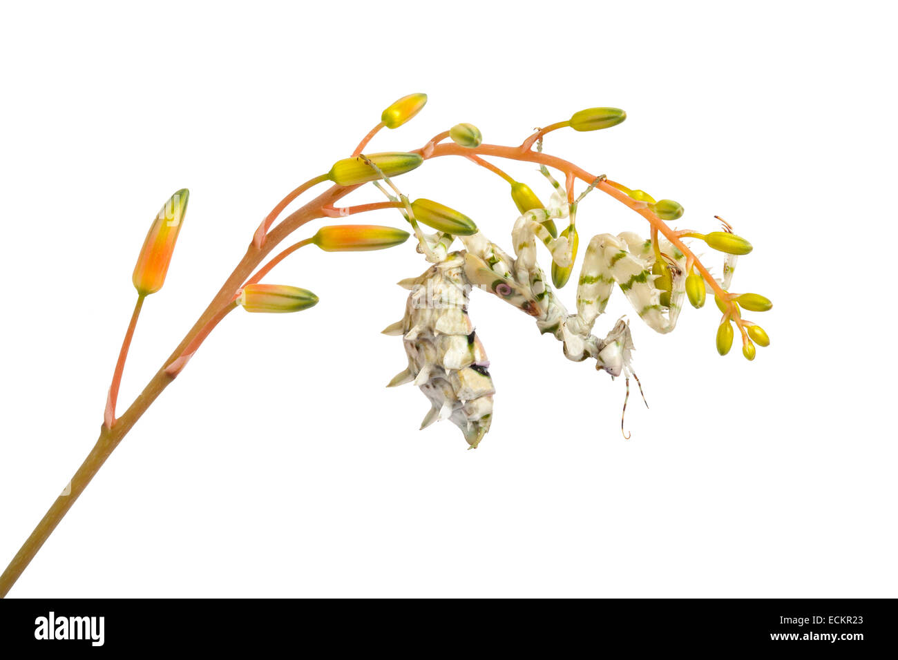 Flores espinosas, mantis Pseudocreobotra wahlbergi, África, sobre fondo blanco. Foto de stock