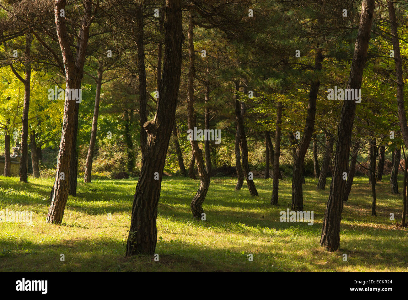Bosque de pinos con un cálido sol de otoño Foto de stock