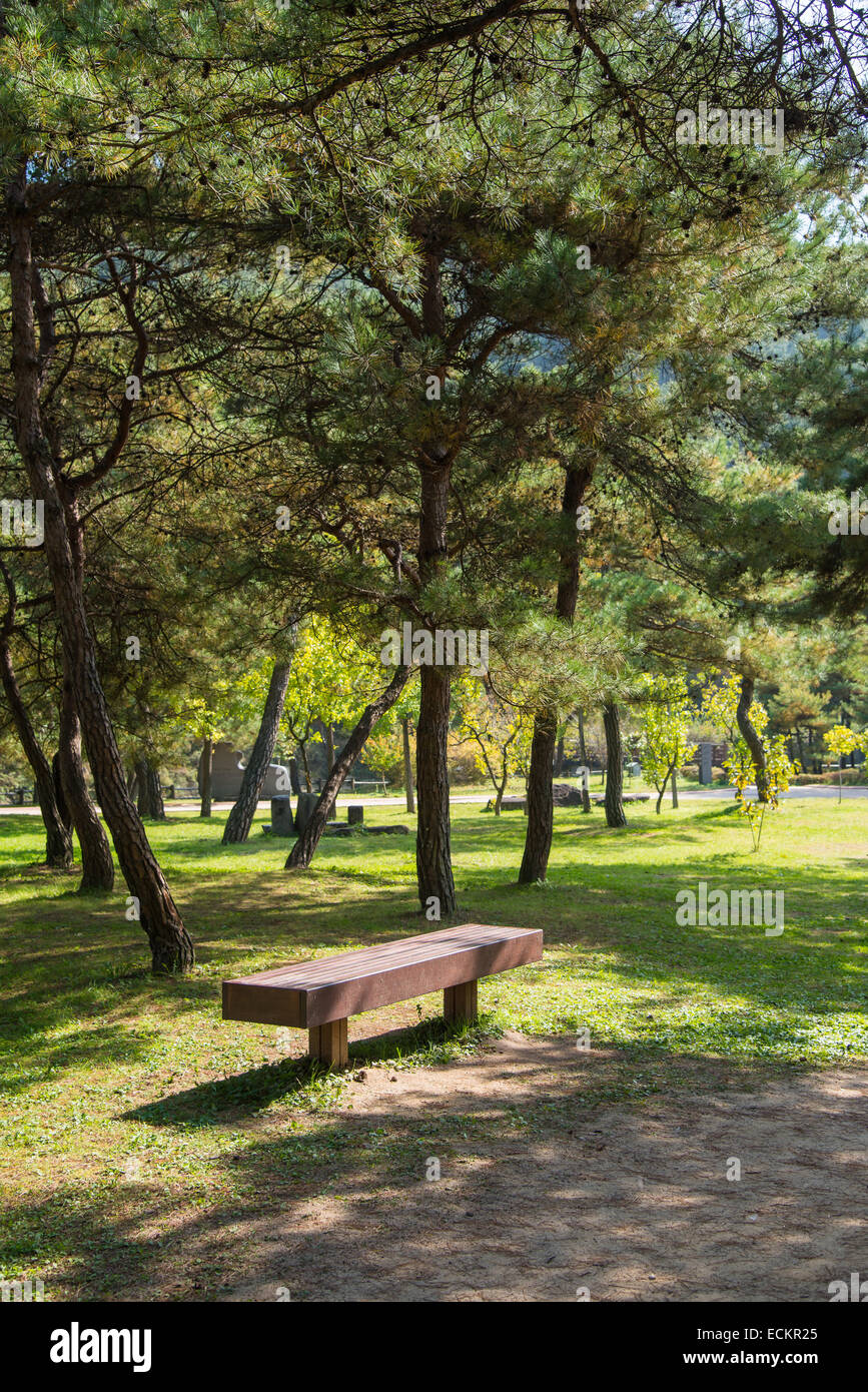 Banco y pinos con luz cálida en un parque Foto de stock
