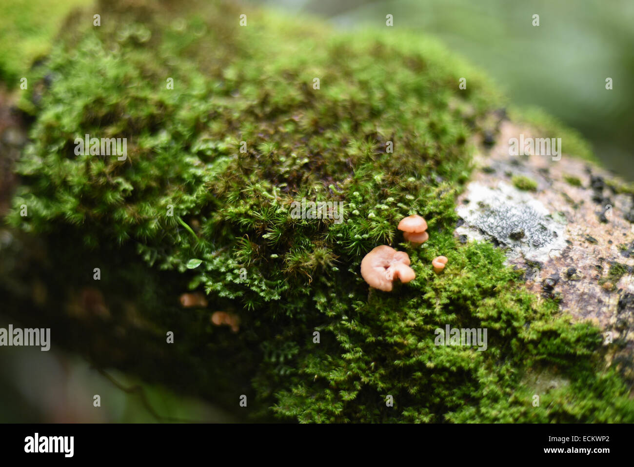 Los musgos y hongos en bosque submontano de Gede Pangango National Park. Foto de stock