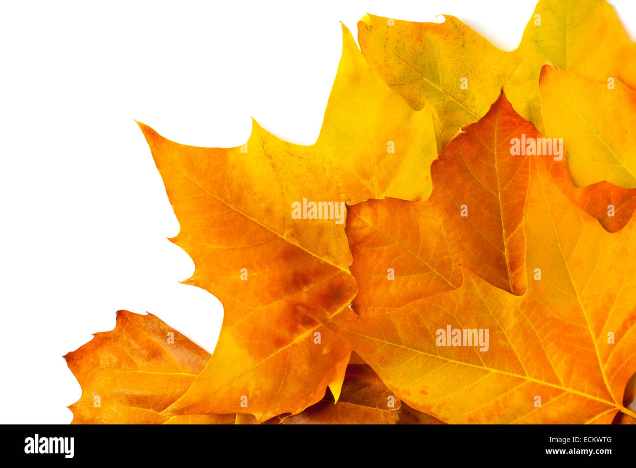 Varias hojas de otoño de color aislado sobre fondo blanco. Foto de stock