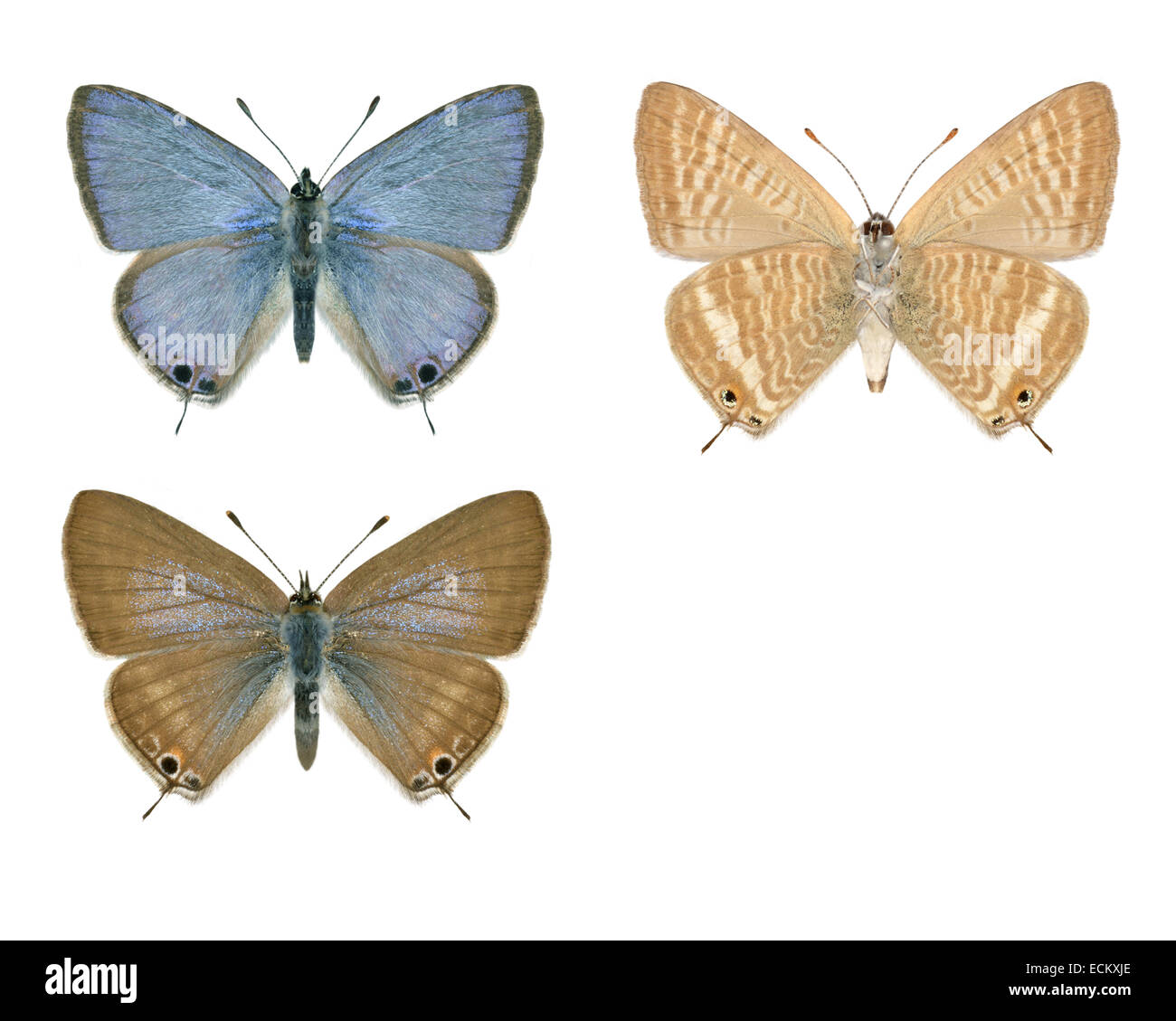 Long-tailed Azul - Lampides boeticus (superior) - macho - hembra (abajo). Foto de stock
