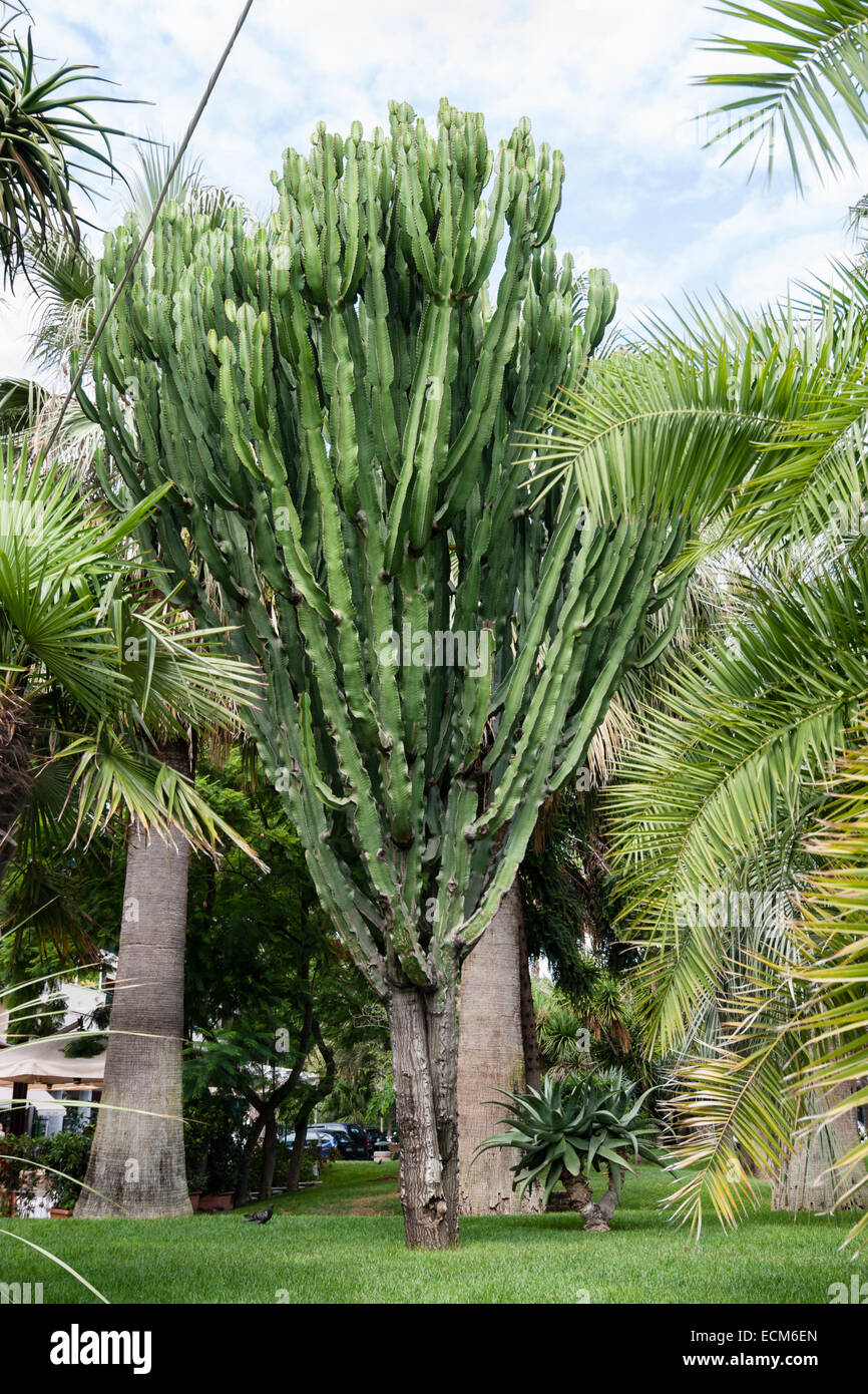 Las suculentas ramas del árbol candelabro, Euphorbia ingens, en un jardín de Sorrento. Foto de stock