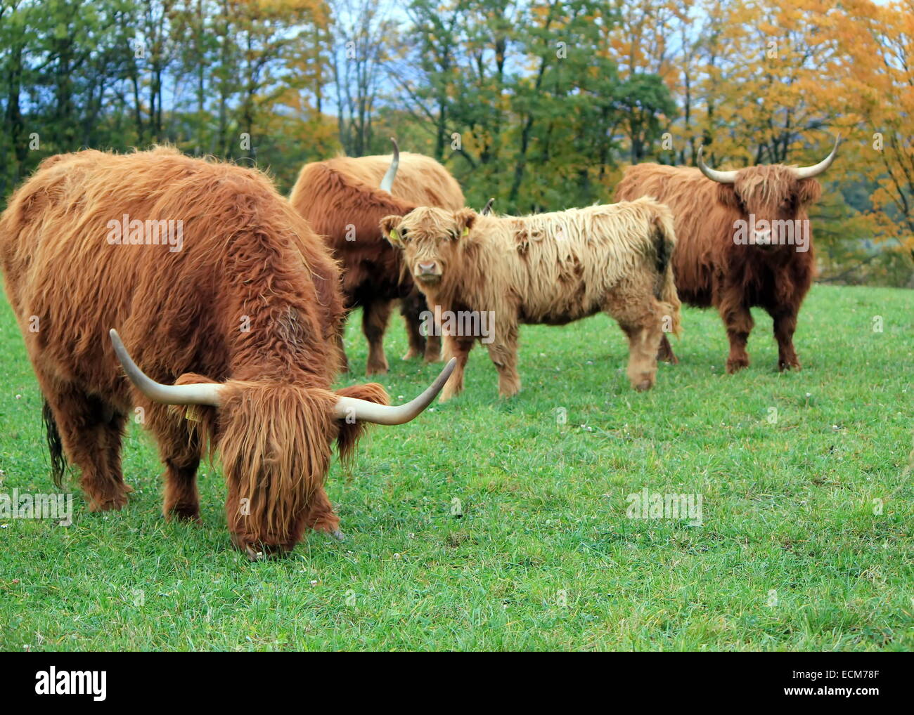 Manada de highland vacas que pastan por día de otoño con coloridas hojas de los árboles Foto de stock