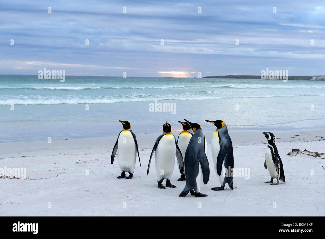 Pingüinos rey (Aptenodytes patagonicus) y un pingüino de Magallanes (Spheniscus magellanicus), el punto de Voluntariado Foto de stock