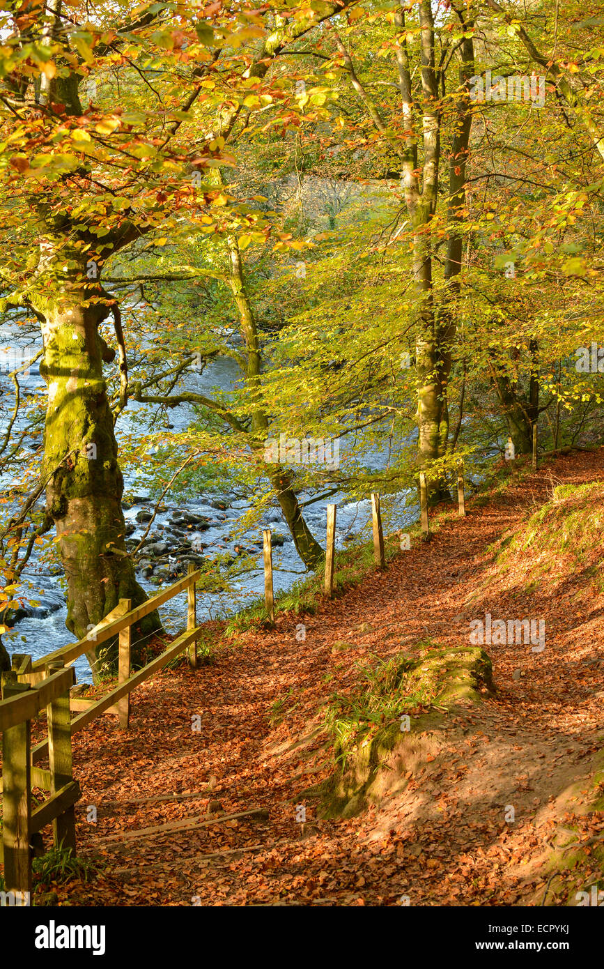 Woodland sendero alfombradas de hojas de otoño - Bridge of Allan - Escocia Foto de stock