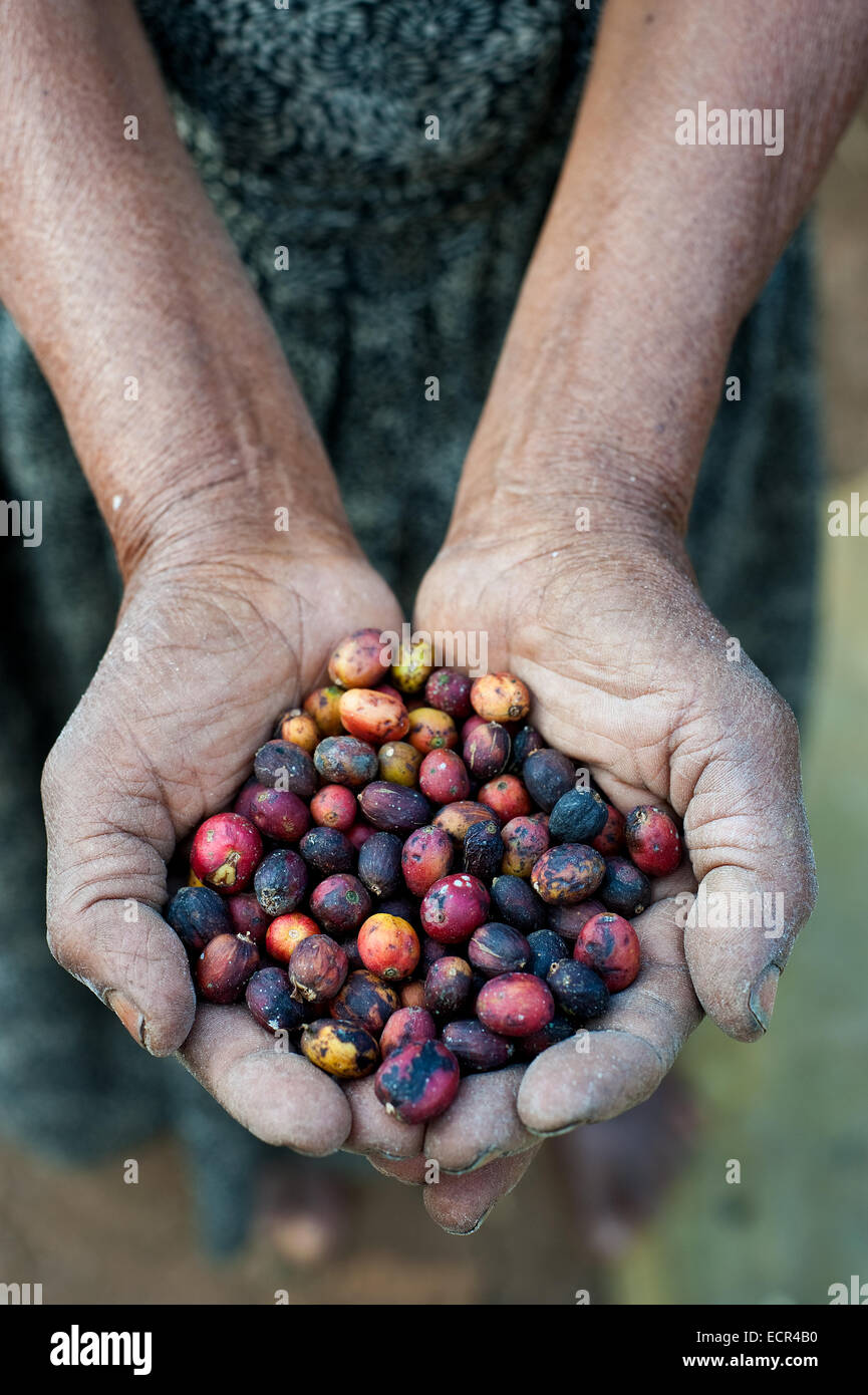 Hembra de pequeña escala agricultores titulares de bayas de café sundrying en su granja (Etiopía) Foto de stock