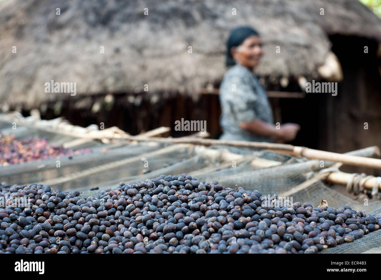 Las bayas son sundrying café en una pequeña granja (Etiopía) Foto de stock