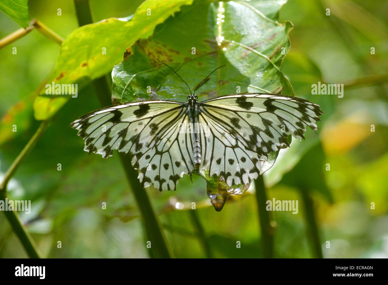 Boda blanca Mariposa, esta mariposa es utilizado en Asia para volar alrededor de la pareja en las bodas! Foto de stock