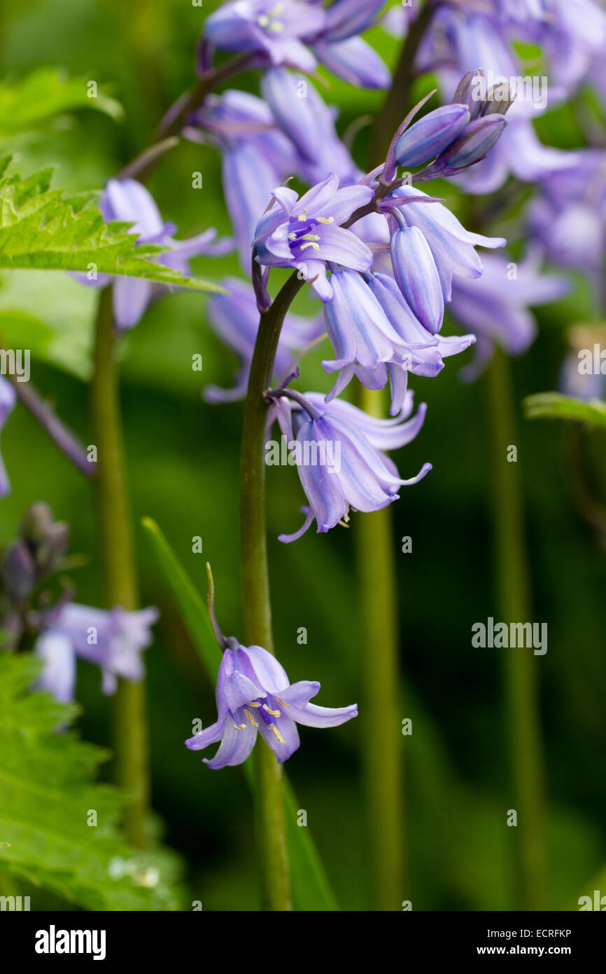 Blue Bells rayas del híbrido bluebell, Hyacinthoides x massartiana Foto de stock