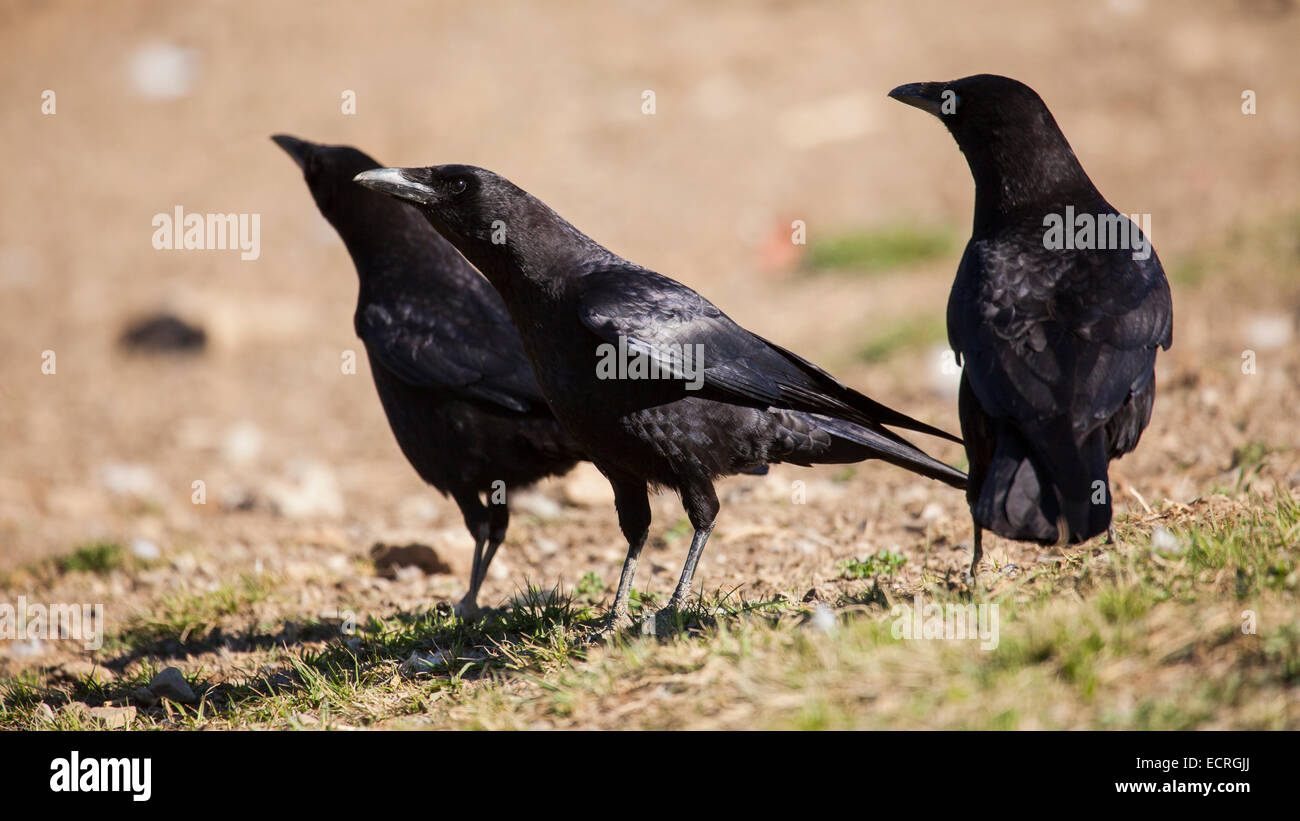 Grupo de carrion crows Foto de stock