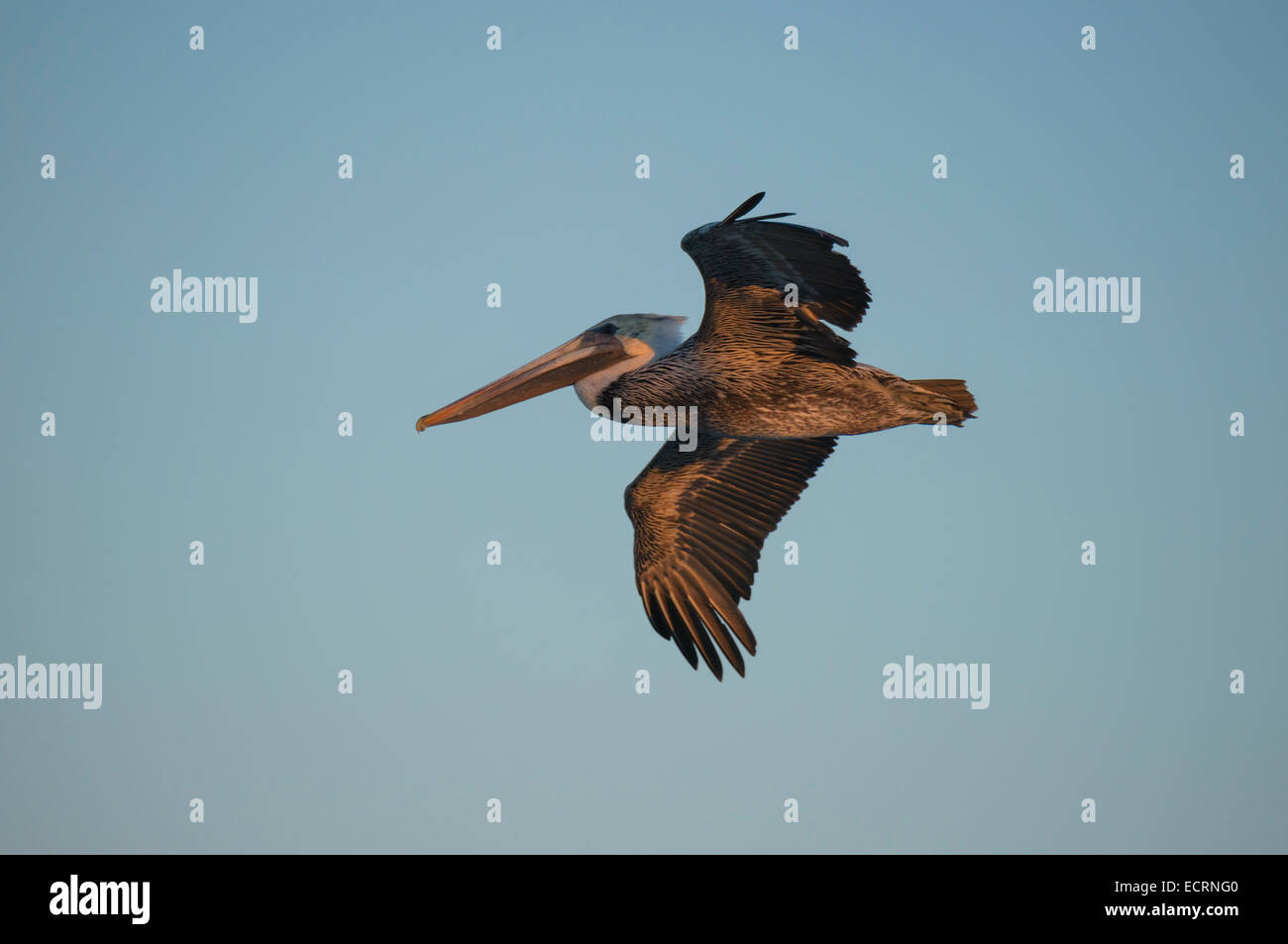 Brown Pelican en vuelo Foto de stock
