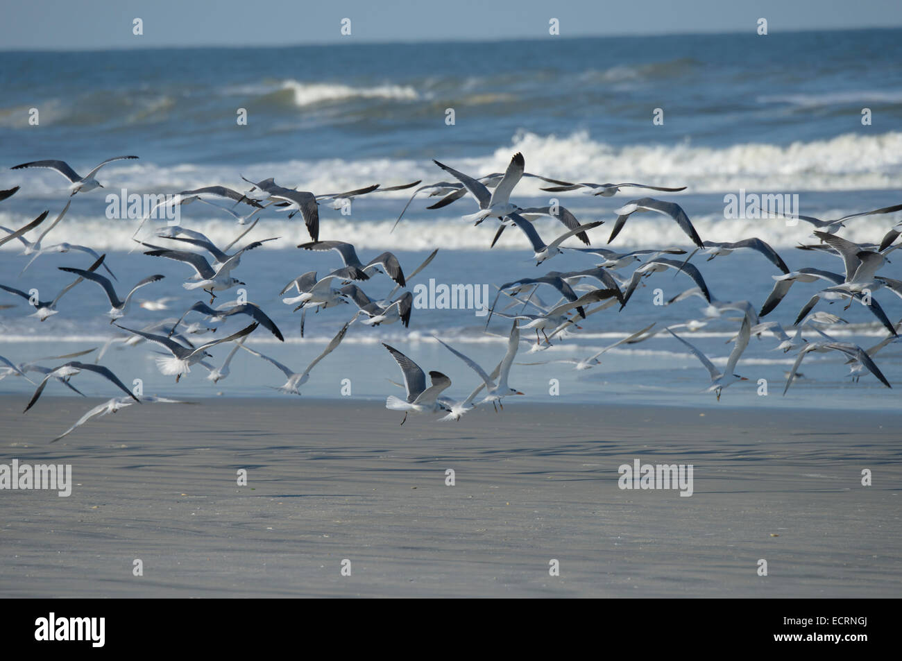 Gaviotas y Tern aves costeras volar desde la playa de Faro Park, Ponce Inlet, Volusia County Florida USA Foto de stock
