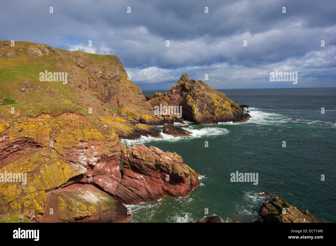 La cabeza de St Abb acantilados, santuario de aves, Scottish Borders, Escocia, Reino Unido, Europa Foto de stock