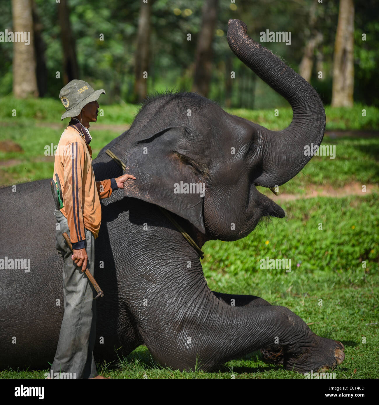 Un mahout (elefante keeper) posa con un elefante en el Parque Nacional Way Kambas, Indonesia. Foto de stock