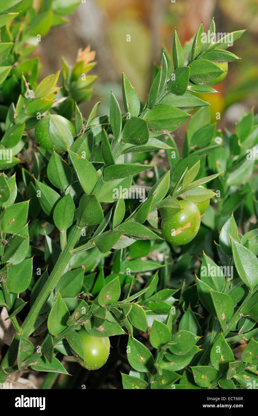 Escoba de carnicero - Ruscus aculeatus Arbusto de hojas afiladas Fotografía  de stock - Alamy