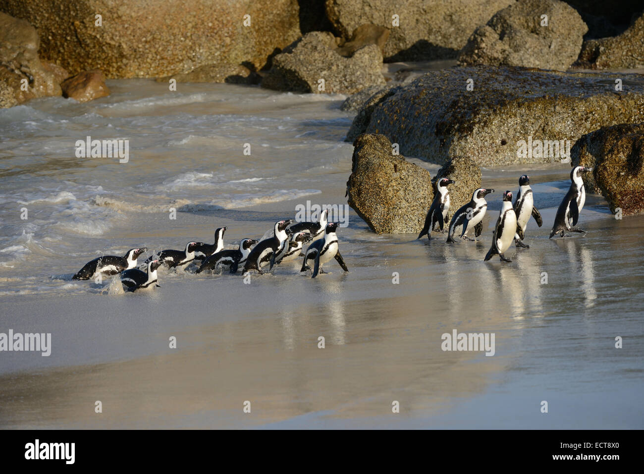 Los pingüinos africanos en la playa en False Bay, Sudáfrica con el océano Atlántico de fondo. Foto de stock