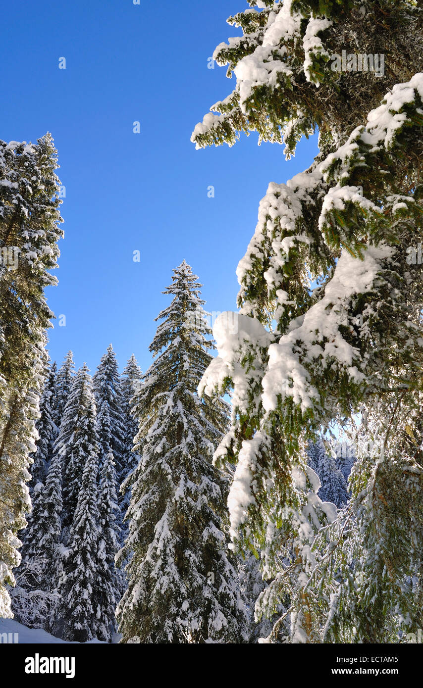 Abetos cubiertos de nieve bajo un cielo azul Foto de stock
