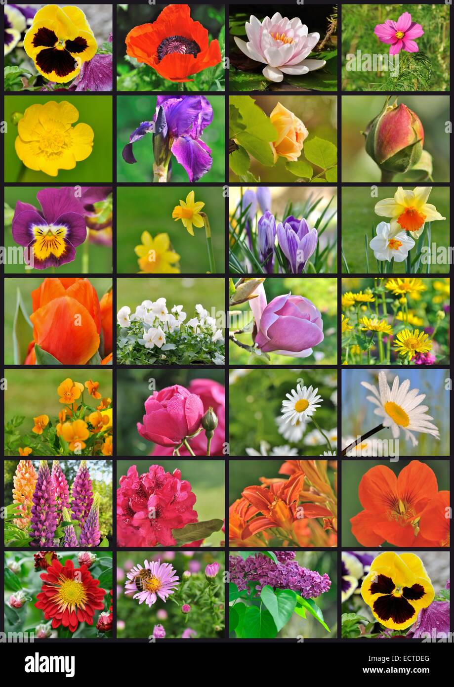 Collage de fotos de diferentes flores del jardín Fotografía de stock - Alamy