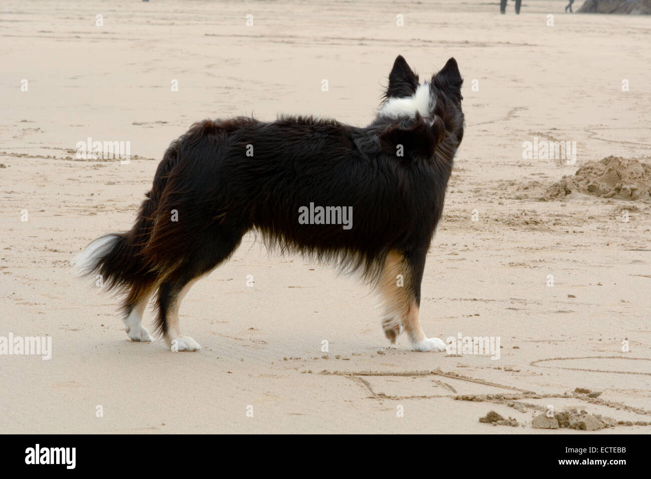 border collie blowing coat