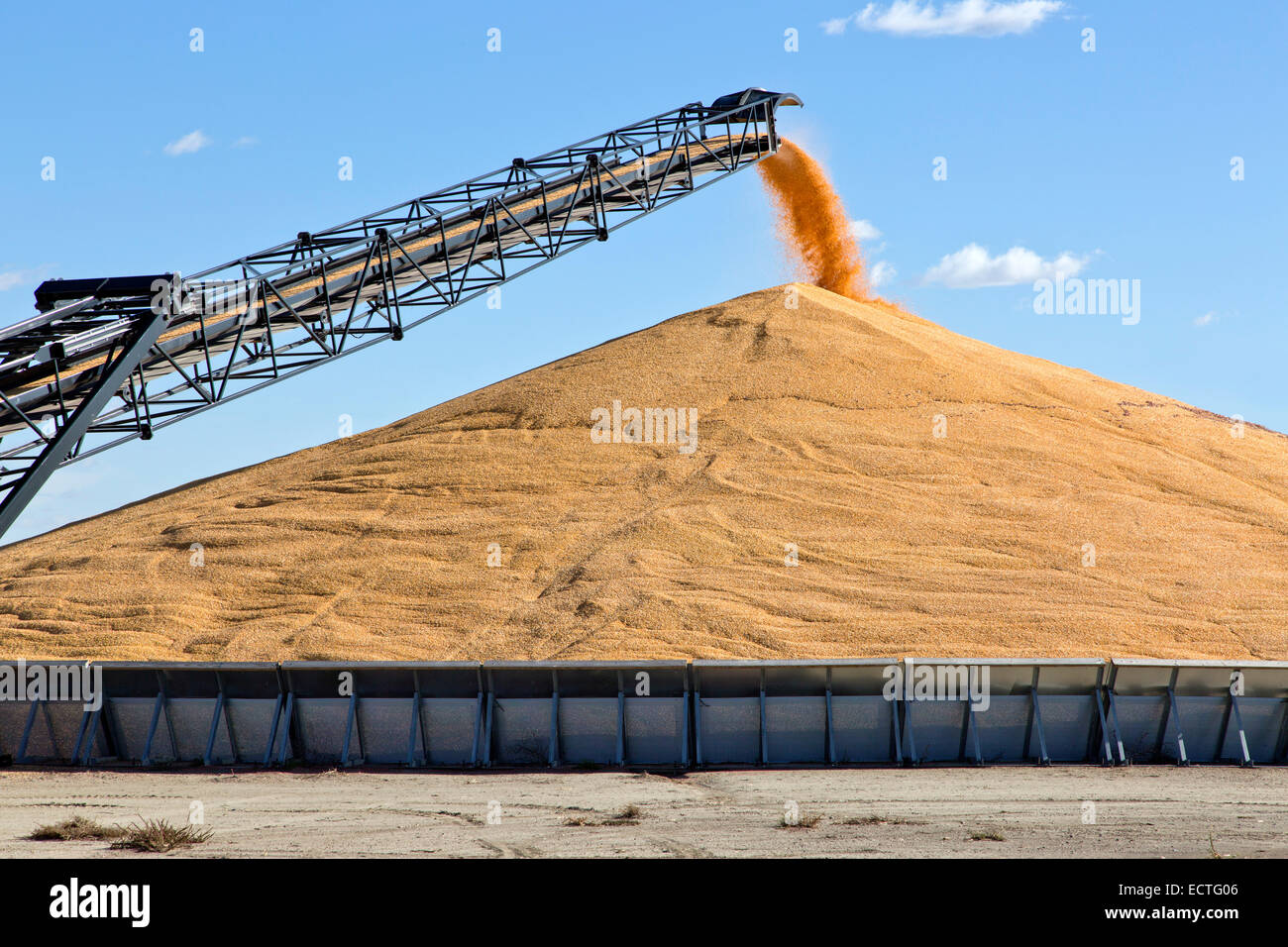 Transporte de maíz desgranado deposting en silo de almacenamiento. Foto de stock