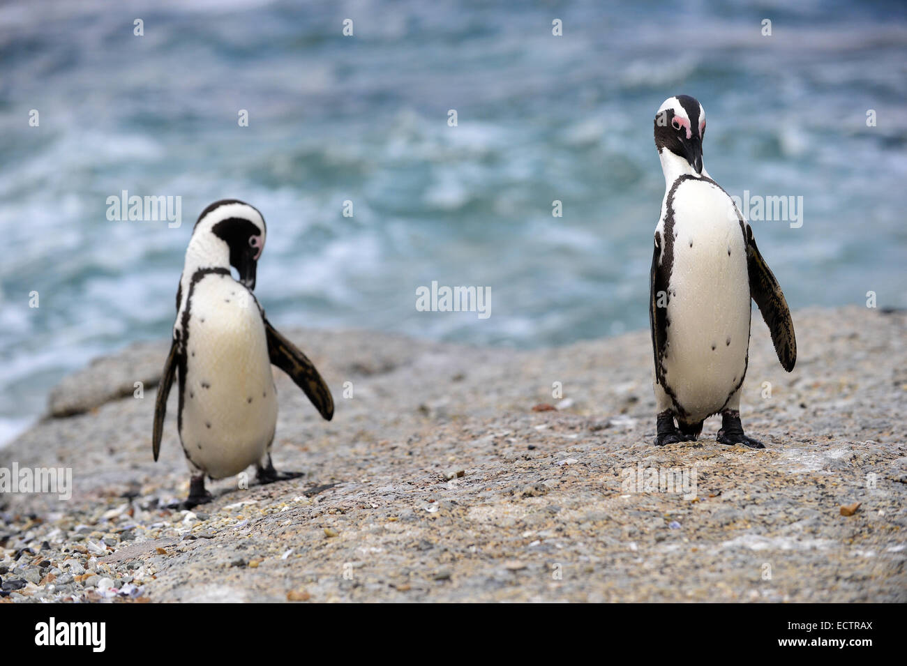 De pingüinos africanos (Spheniscus demersus) Foto de stock