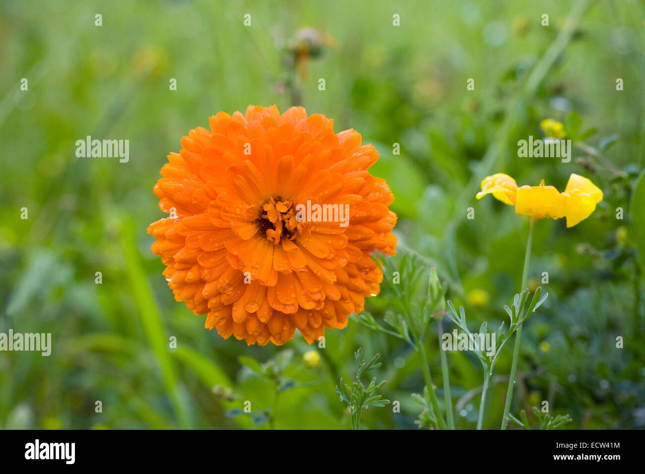 Calendula officinalis. Flores de caléndula en inglés Fotografía de