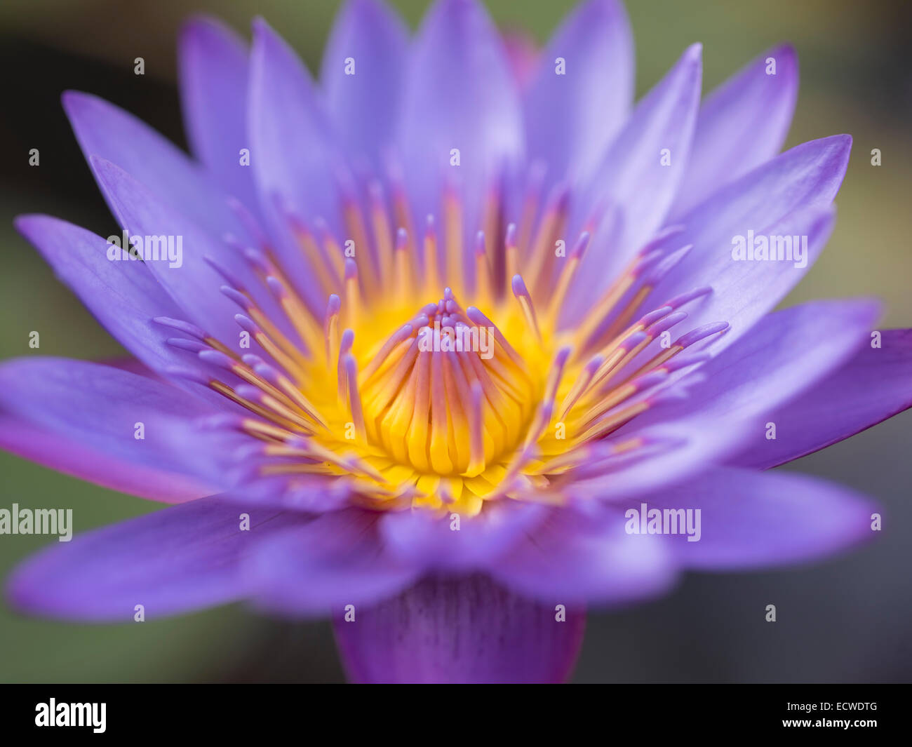 Lirio de agua, Nymphaeaceae, lirios de agua, flor Foto de stock