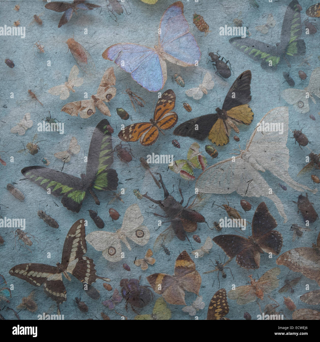 Fondo de pantalla vintage con mariposas, el escarabajo; error Fotografía de  stock - Alamy