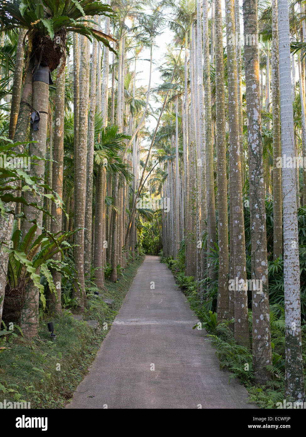 Jardín Botánico del sudeste, Okinawa, Japón Foto de stock