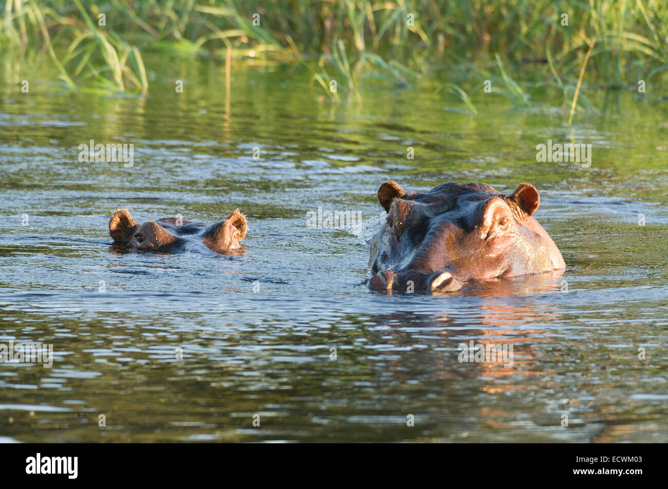 Hippo en waterhole Foto de stock