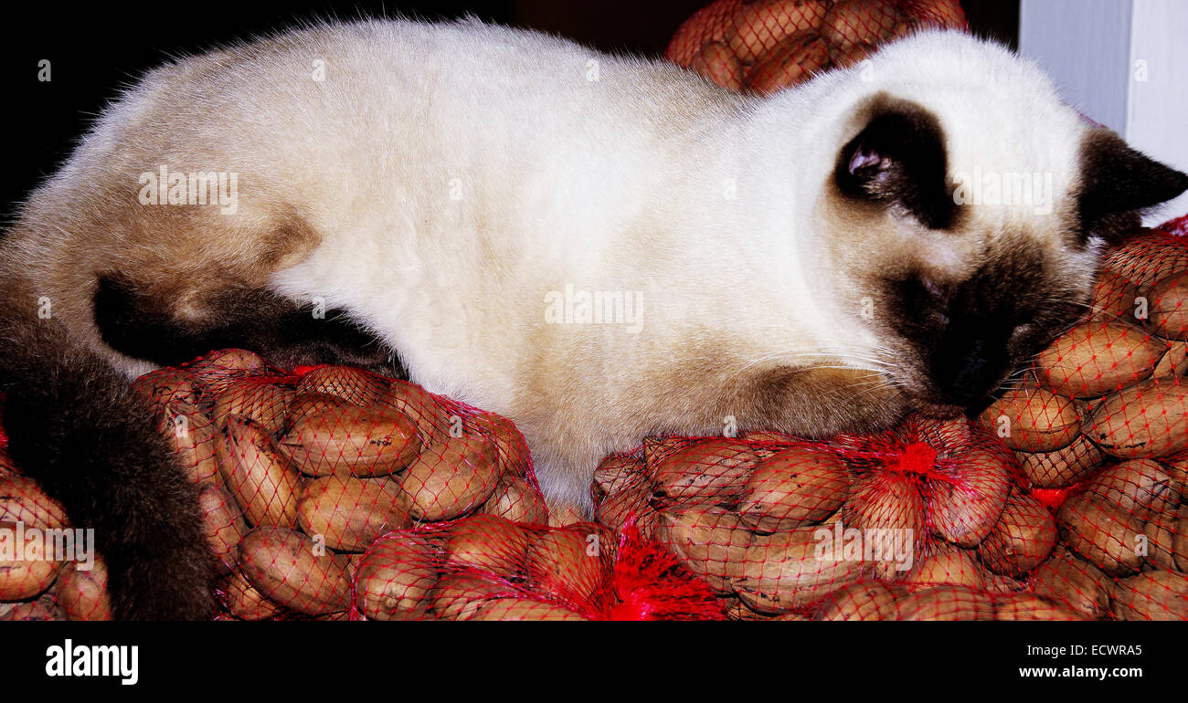 Gato siamés en nueces Fotografía de stock - Alamy