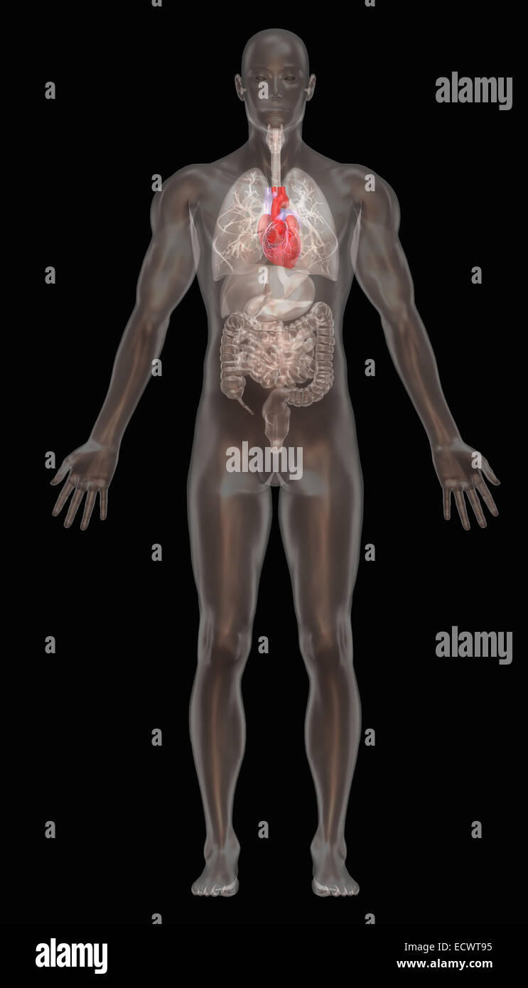 Ilustración de anatomía humana. Foto de stock