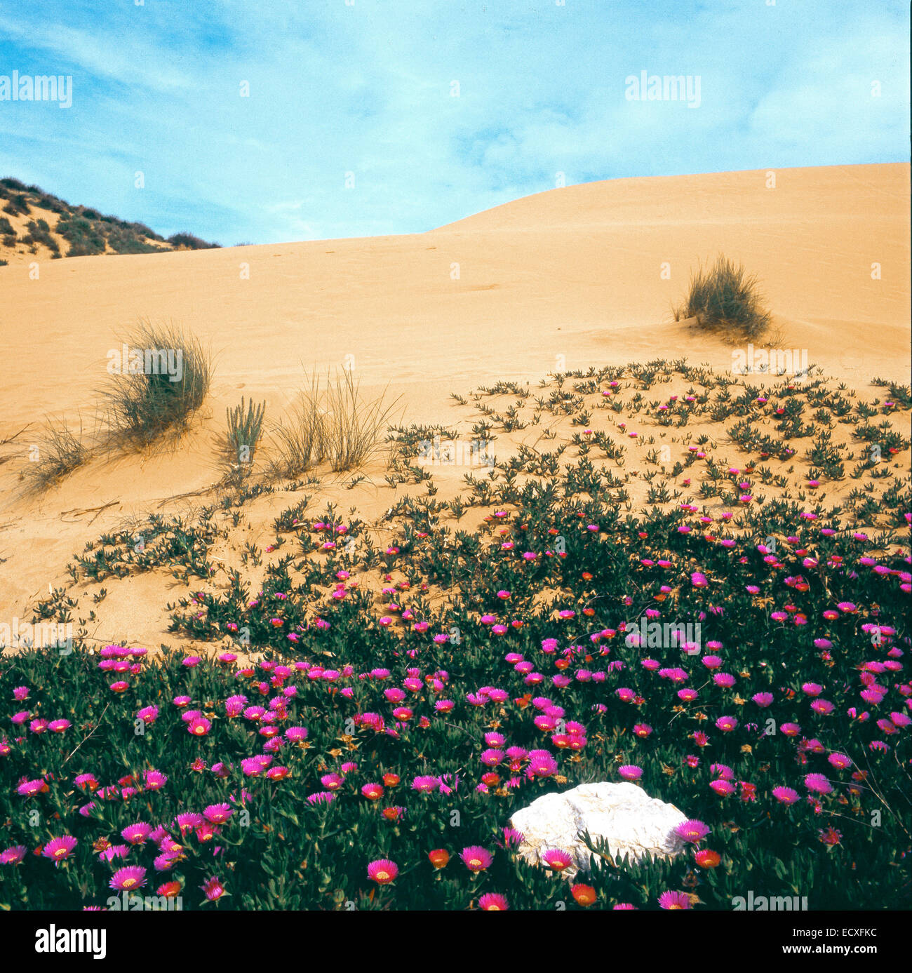 Las dunas de arena de mar de Piscinas - Cerdeña- florecimiento de Sally Mi guapo o Hottentot Fig (Carpobrotus acinaciformis) Foto de stock
