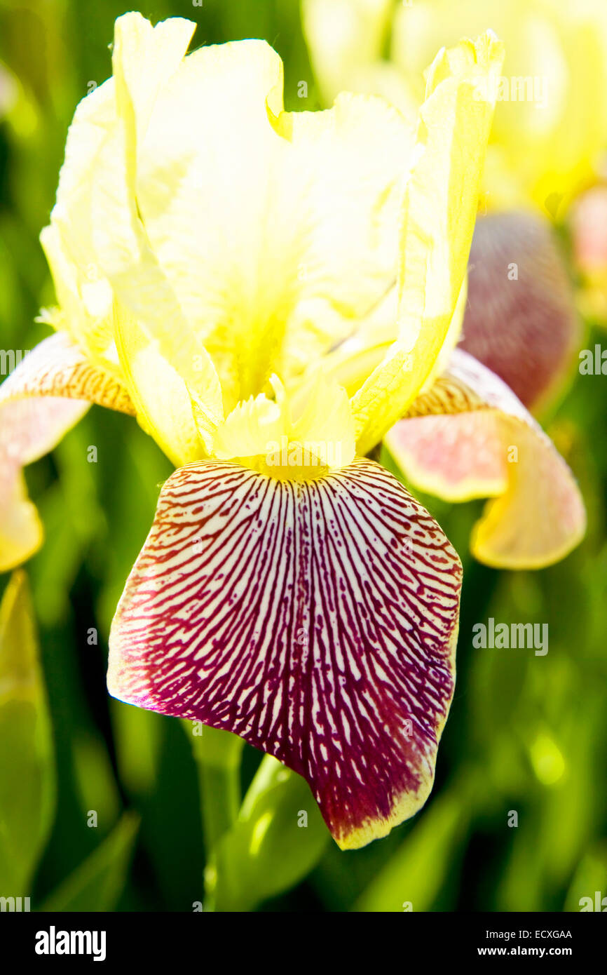 Un iris de flores grandes, de colores amarillo y violeta Fotografía de  stock - Alamy