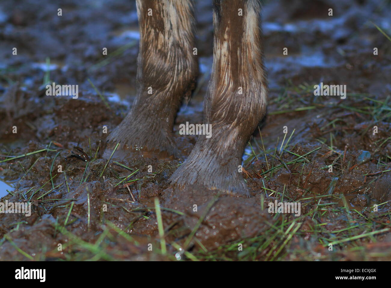 Una foto en primer plano de las piernas de un caballo en la lluvia y el barro Foto de stock