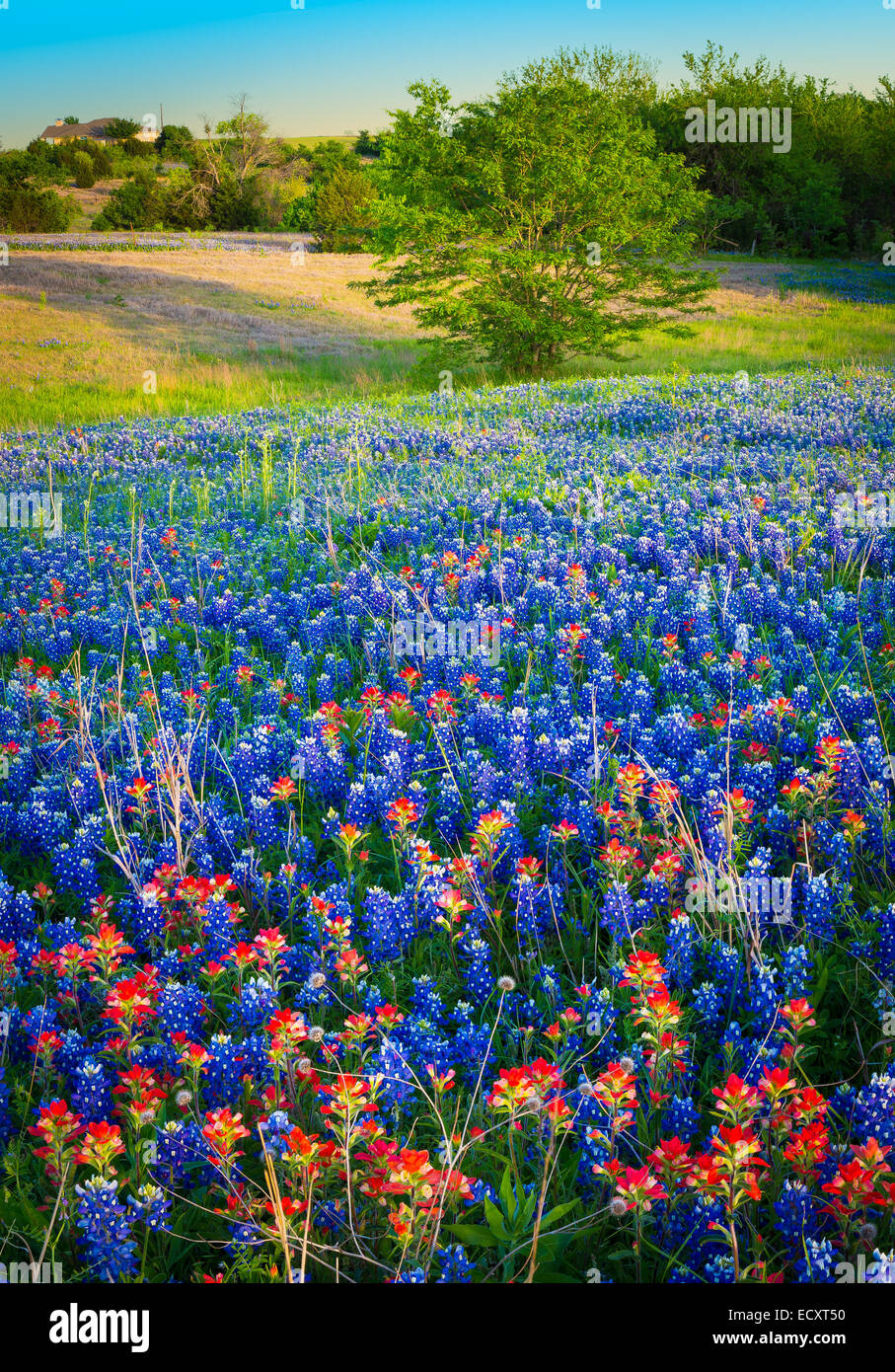 Pincel y Texas bluebonnets en Ennis, Texas. Lupinus texensis, Texas bluebonnet, es una especie endémica de lupino a Texas. Foto de stock