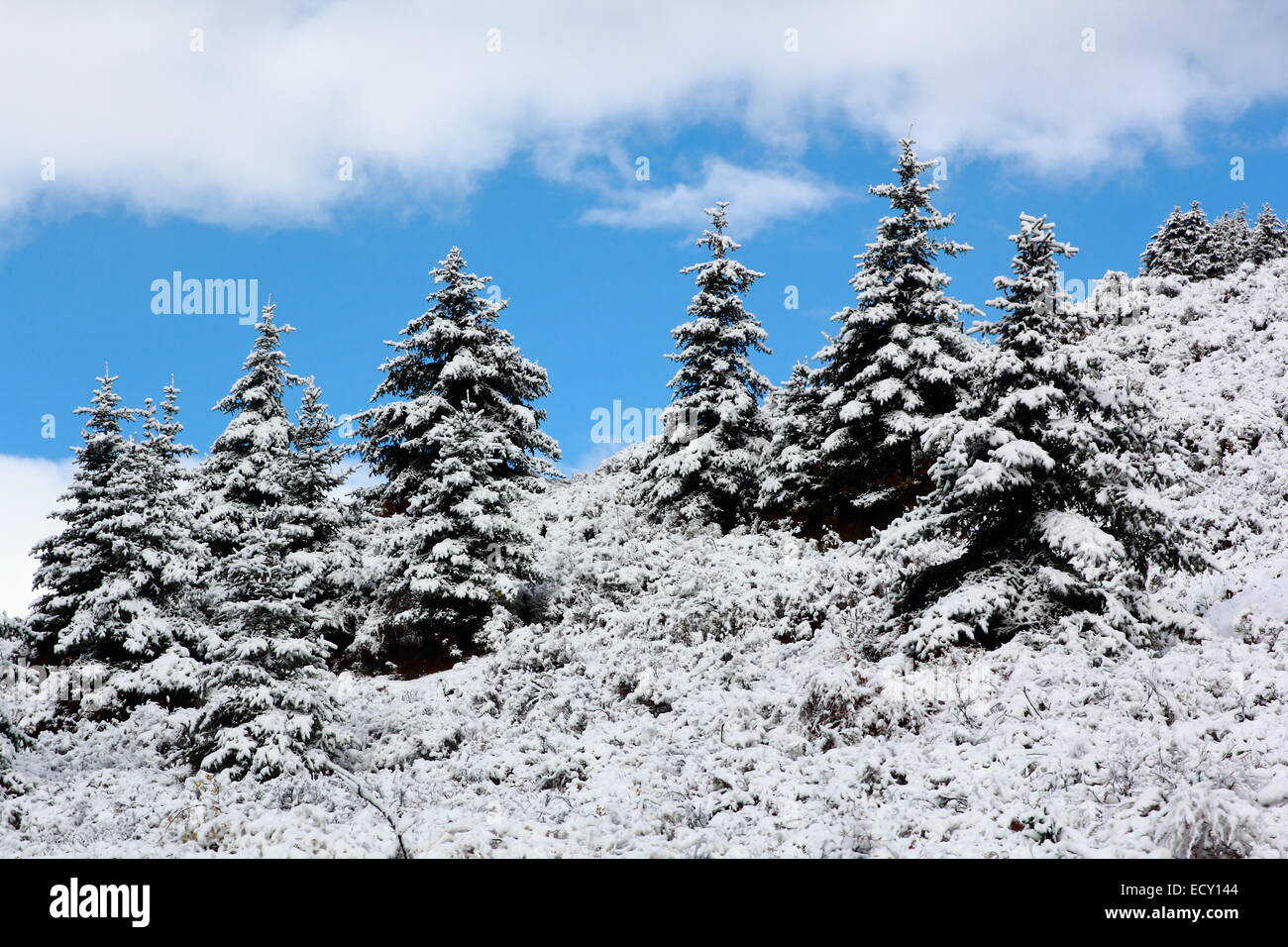 Abeto invierno en montaña pendiente día hora Foto de stock
