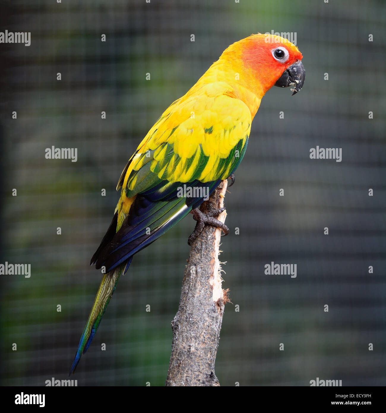 Colorido loro bird, sun conure (Aratinga solstitialis), de pie en una sucursal Foto de stock