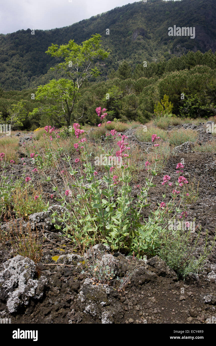 La vida de las plantas que crecen en la roca de la lava en las laderas del volcán Vesubio latente, cerca de Nápoles, Italia. Foto de stock
