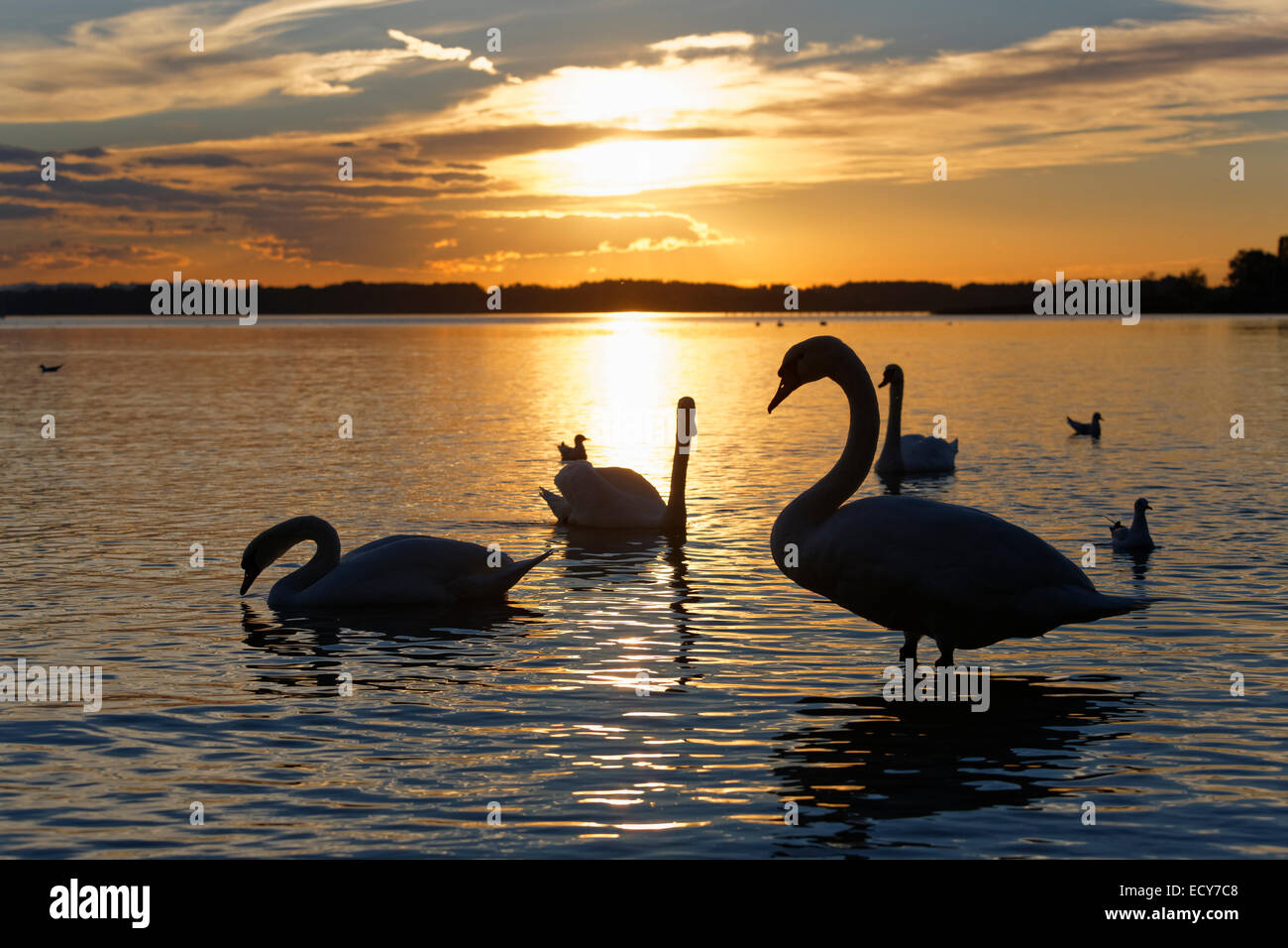 Silenciar los cisnes (Cygnus olor), por la tarde, el estado de ánimo en el lago Chiemsee, en Seebruck, Chiemgau, Alta Baviera, Baviera, Germà Foto de stock