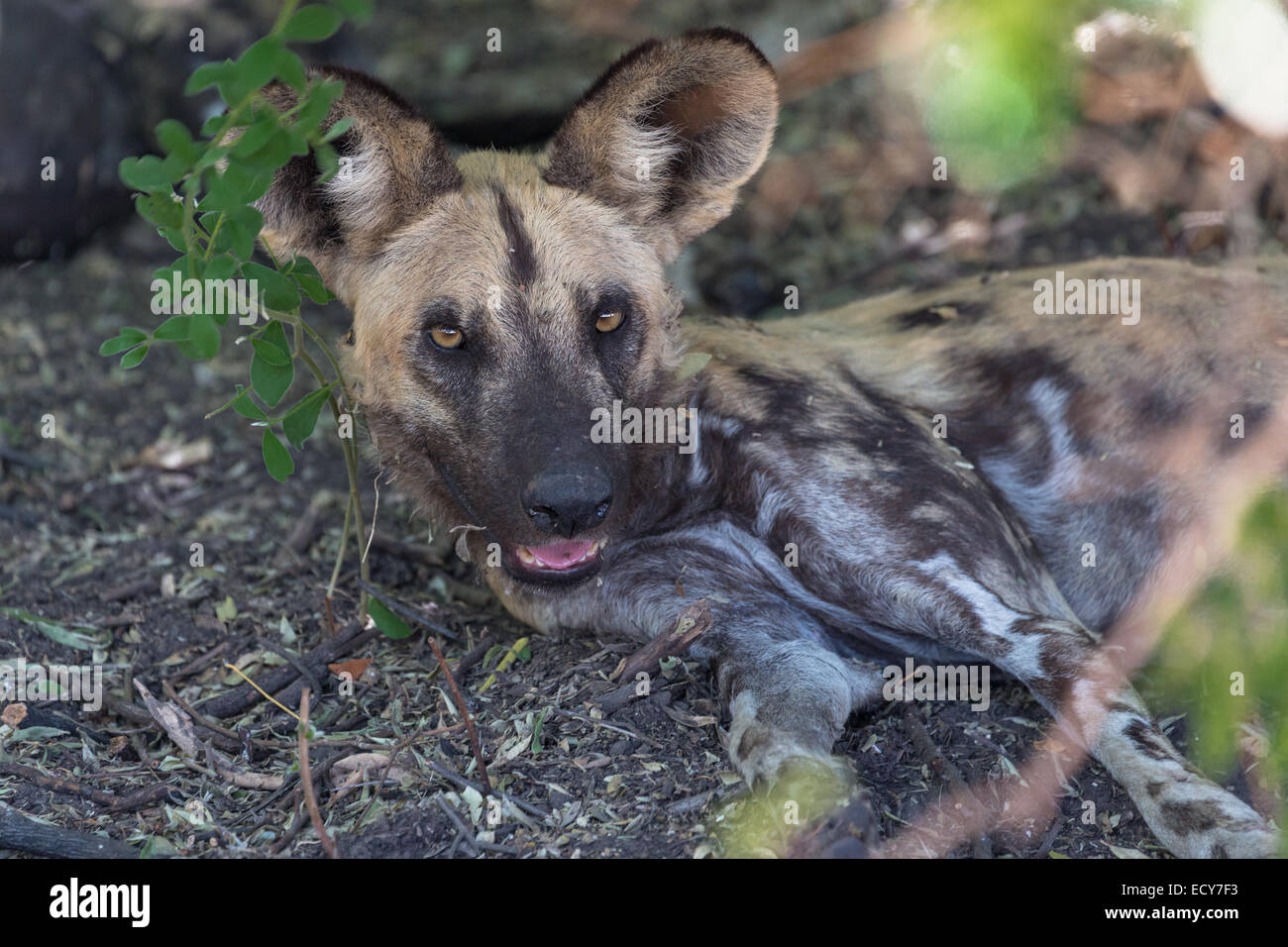 Perro salvaje africano (Lycaon pictus) tumbado en la sombra después de la caza, zona de Savuti, el Parque Nacional Chobe, Botswana Foto de stock