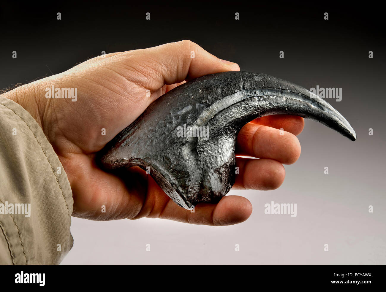 Claw Velociraptor también llamado raptor garra. Foto de stock