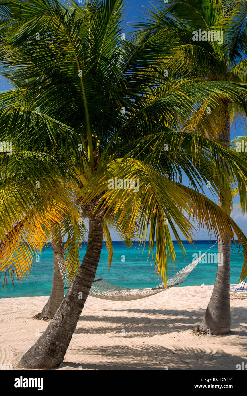 Palmeras y hamacas junto Seven-Mile Beach, Gran Caimán, Islas Caimán, West  Indies Fotografía de stock - Alamy