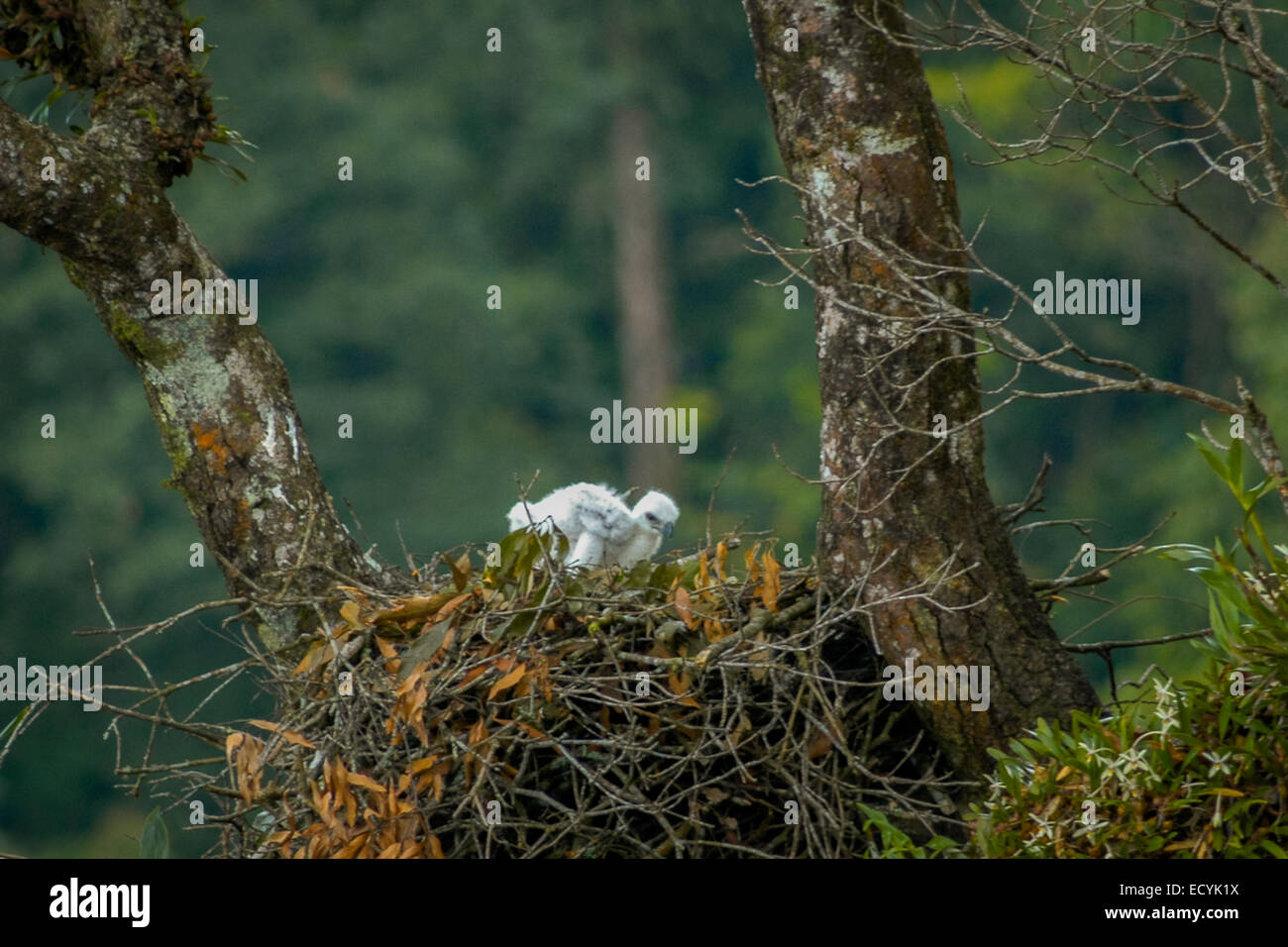 Águila real (recién nacida) en su nido en la parte superior de un árbol  rasamala cerca de la frontera del Parque Nacional Gede Pangrango Fotografía  de stock - Alamy