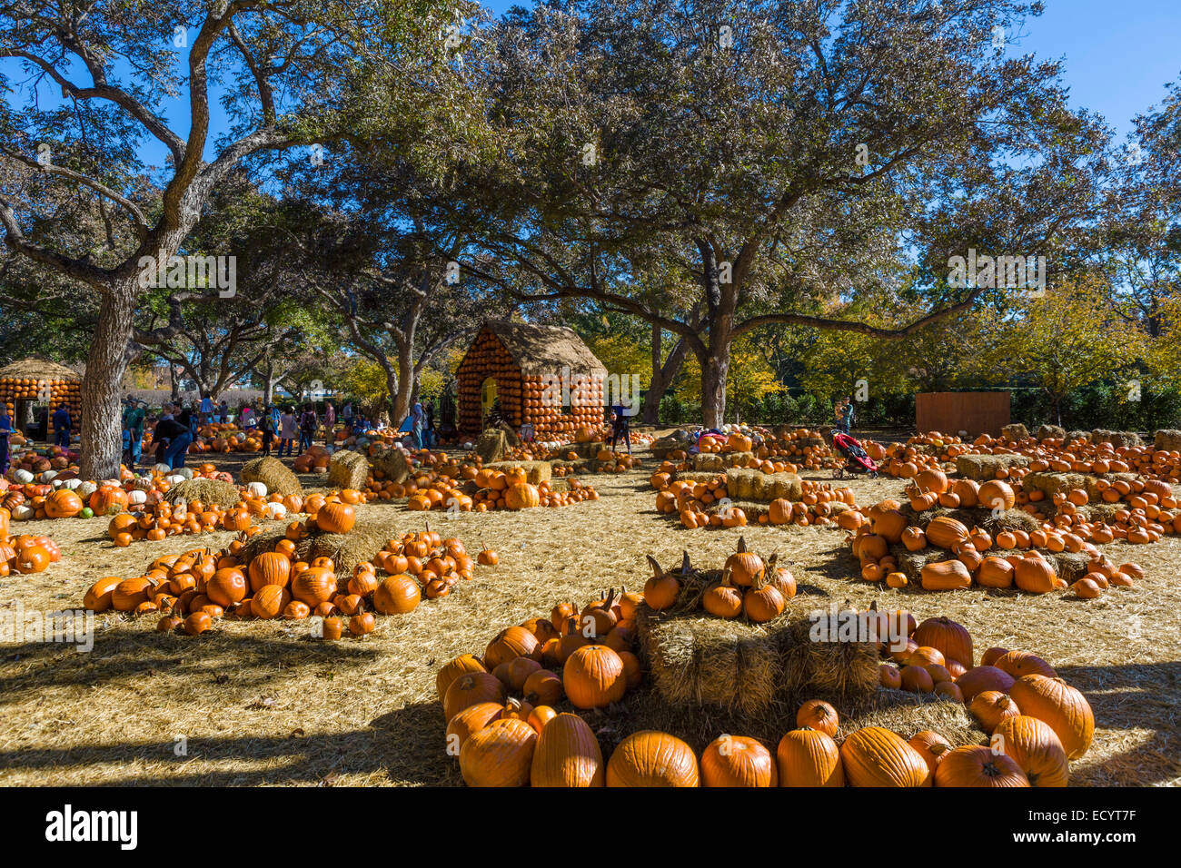 La aldea de calabaza en el otoño, y el Jardín Botánico Arboretum de Dallas, Texas, EE.UU. Foto de stock